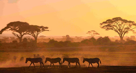 En verden af te: Afrika