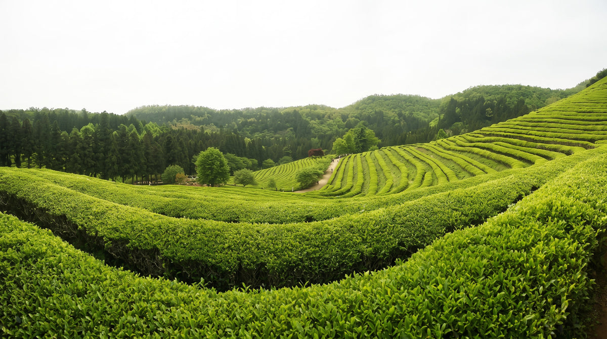 First flush darjeeling 2022