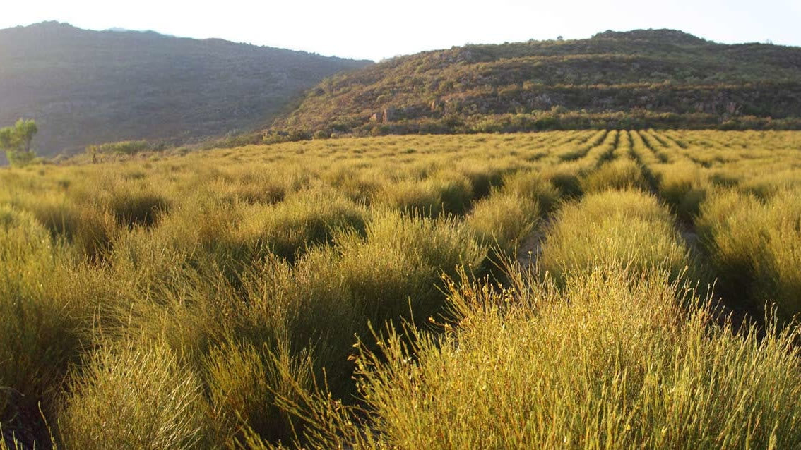 Rooibos te